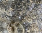 Large Mammites Ammonite - Goulmima, Morocco #27361-3